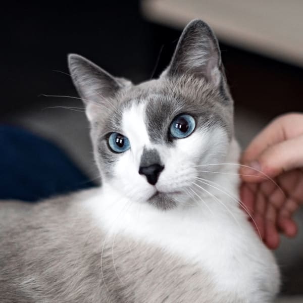 Preventive Care, North Brookhaven Veterinary Hospital, Brookhaven