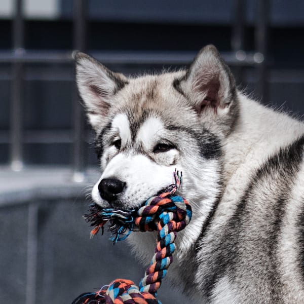 Wellness Care, North Brookhaven Veterinary Hospital, Brookhaven